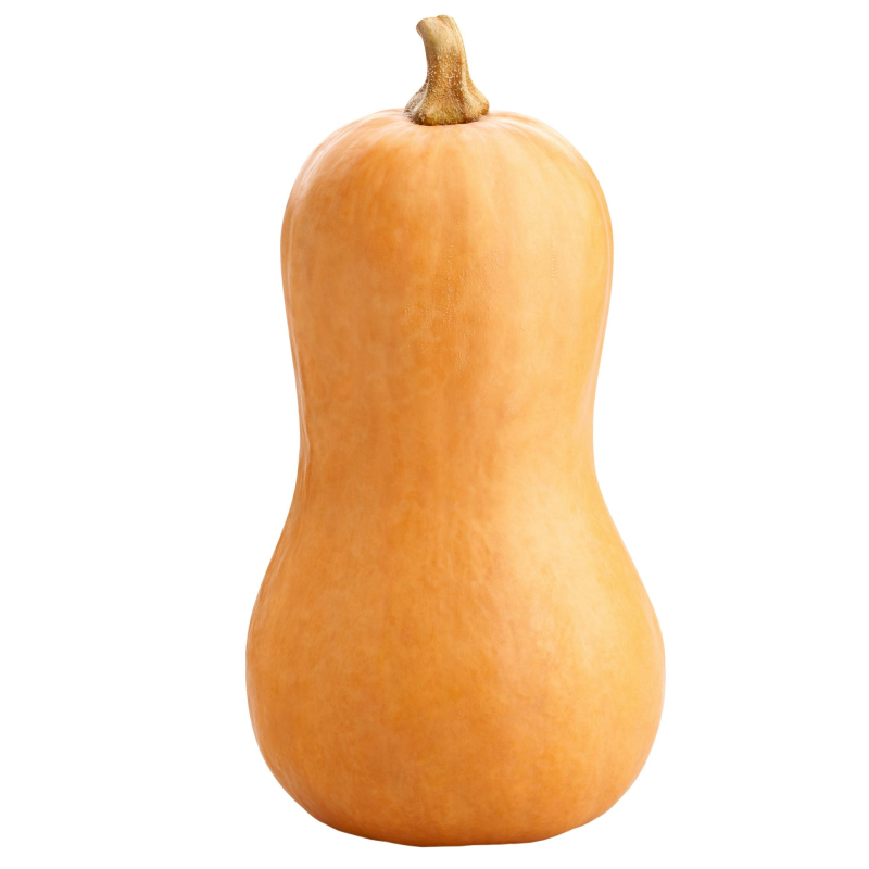 Squash, Butternut- Jumbo