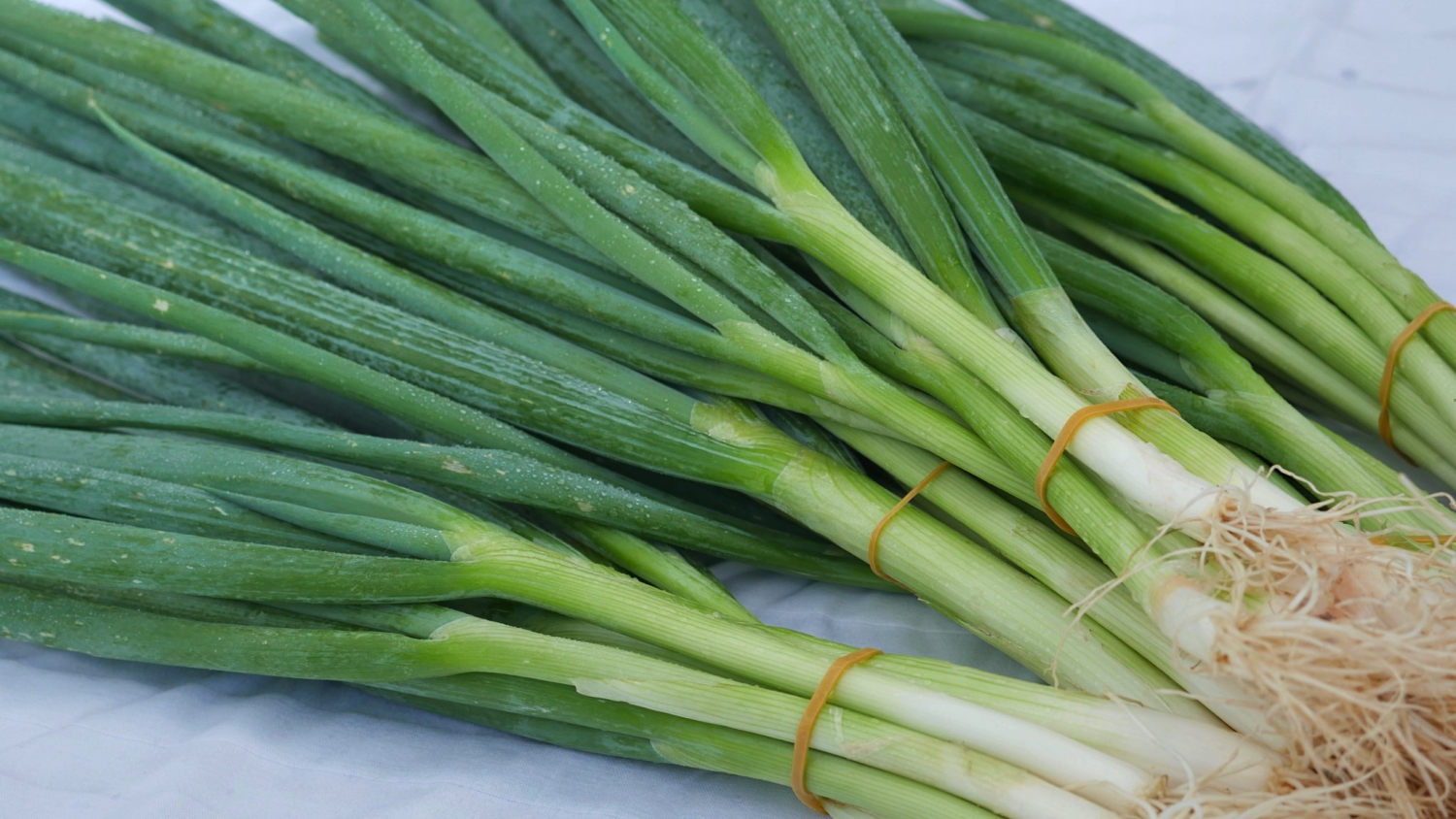 Onion, Green
