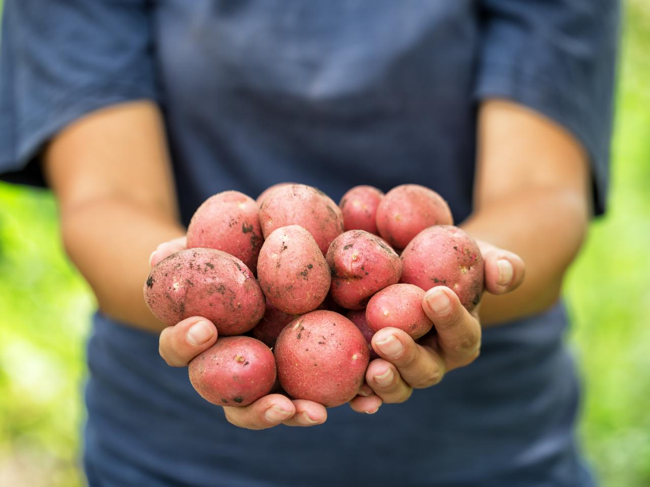 Potato, Red
