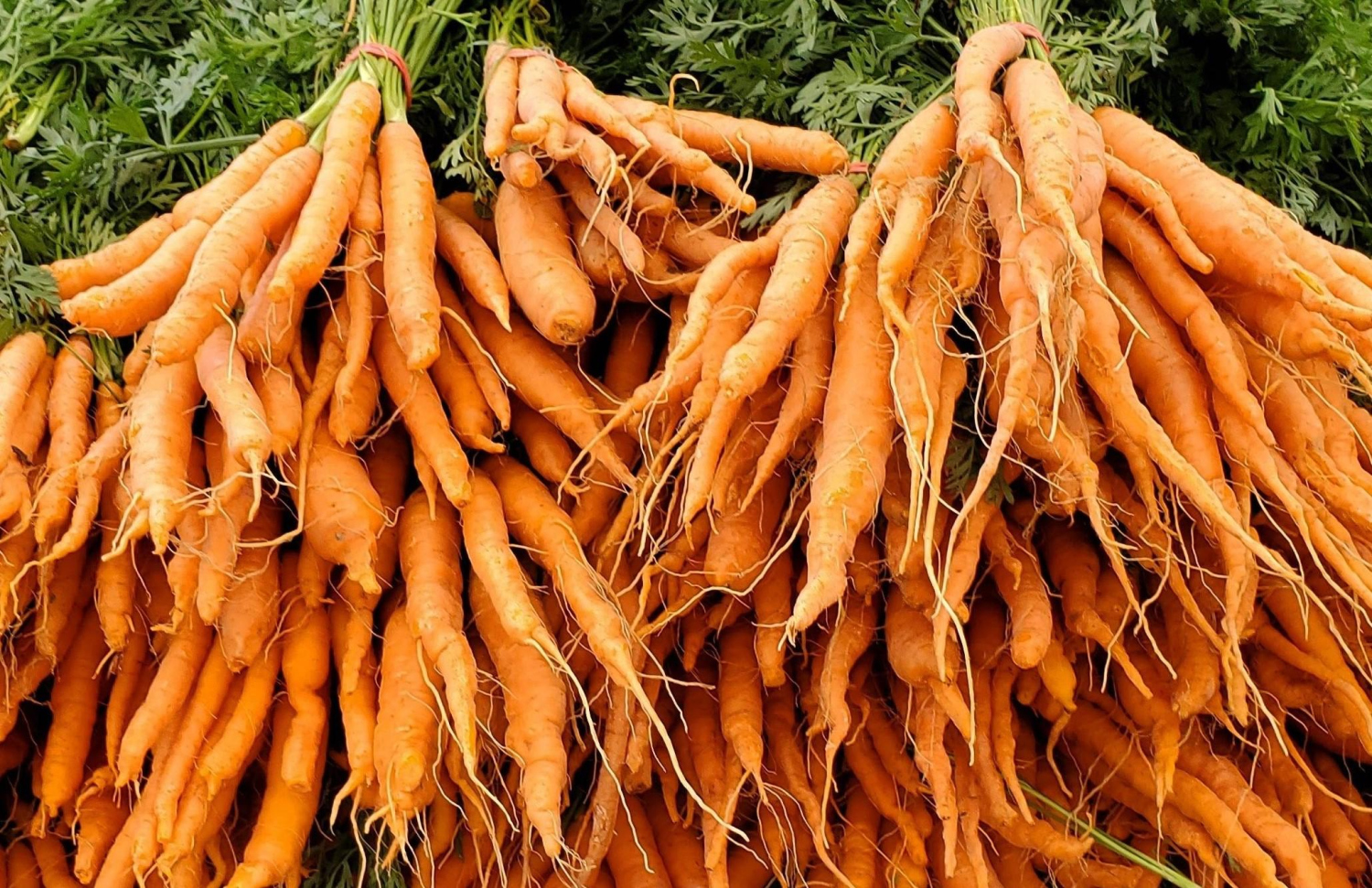 Carrot