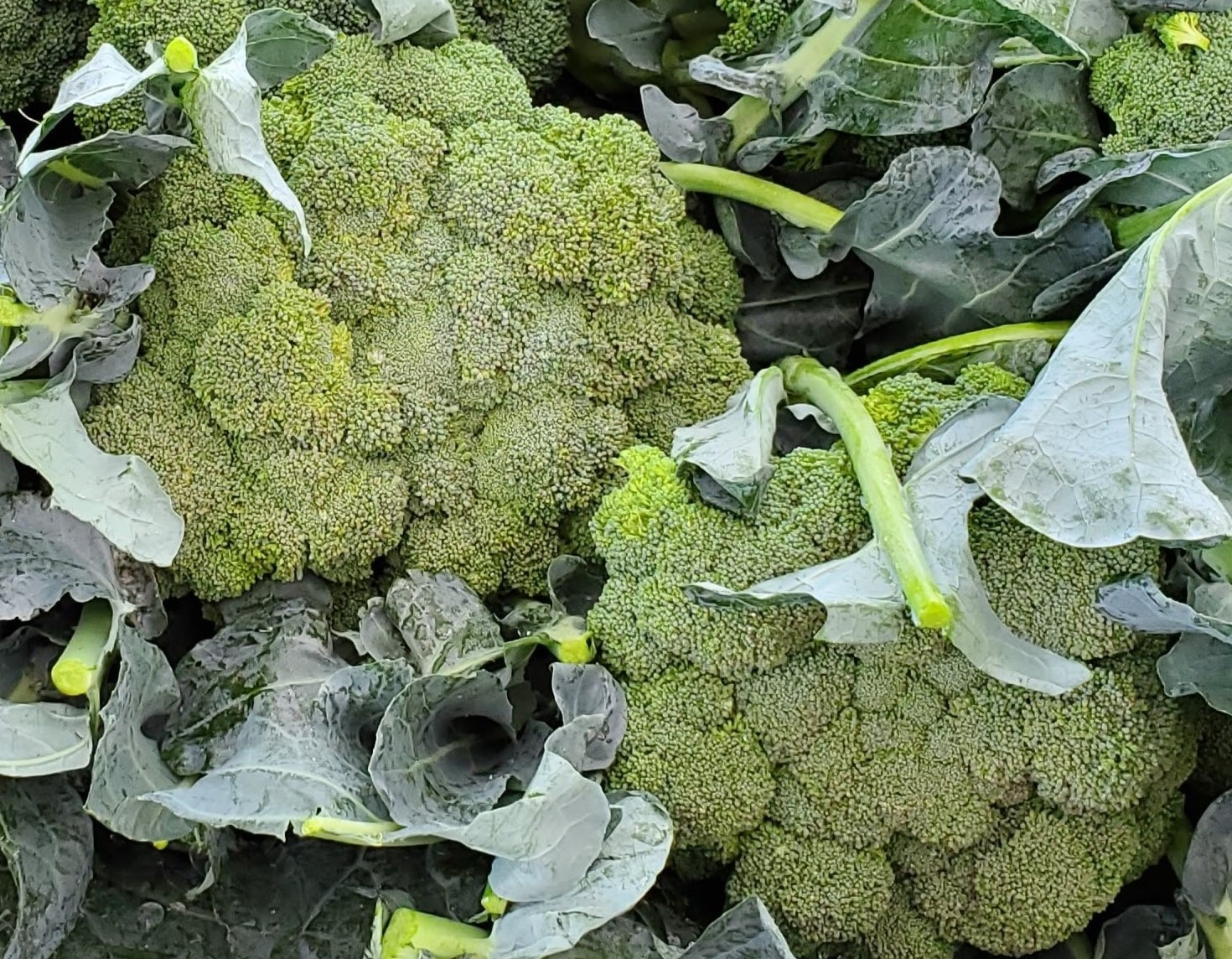 Broccoli