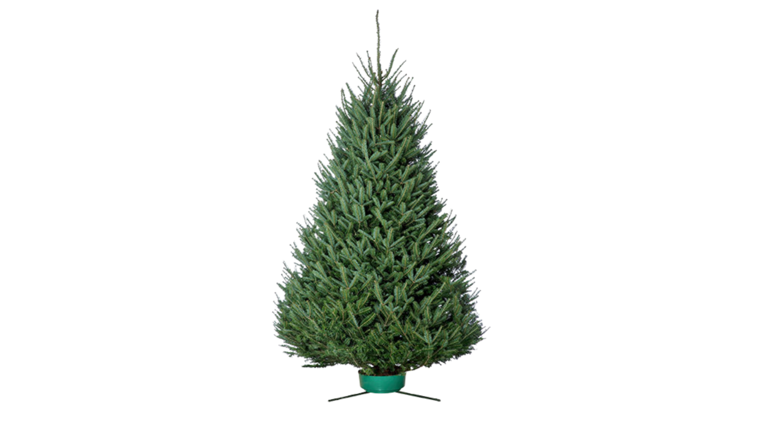 Fresh Cut Trees