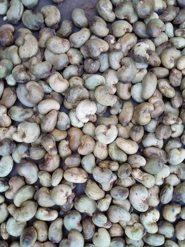 Raw Cashews