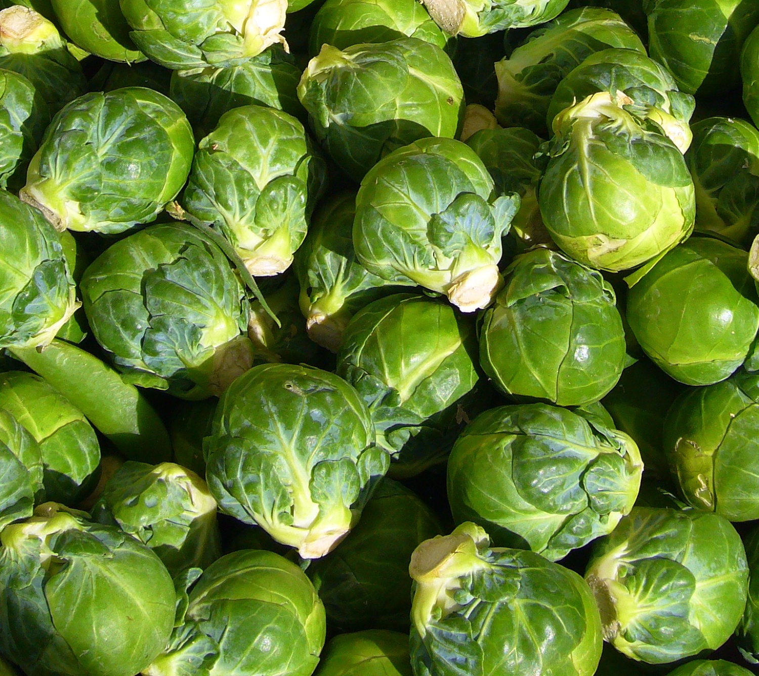 Brussel Sprouts