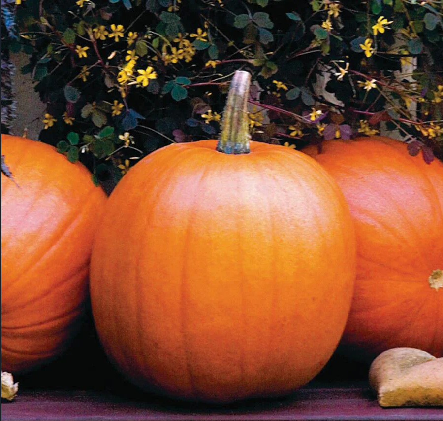 Pumpkin, Jack-O-Lantern, orange