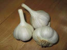 Large bulb of garlic